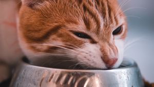 Preview wallpaper cat, bowl, food, muzzle, red