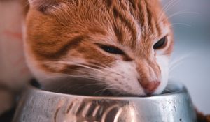 Preview wallpaper cat, bowl, food, muzzle, red