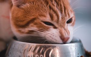 Preview wallpaper cat, bowl, food, muzzle, red