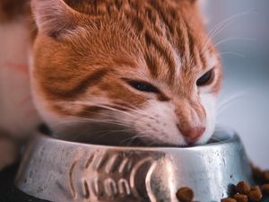Preview wallpaper cat, bowl, food, muzzle, red