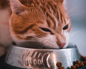 Preview wallpaper cat, bowl, food, muzzle, red