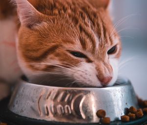 Preview wallpaper cat, bowl, food, muzzle, red