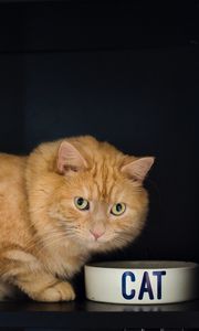 Preview wallpaper cat, bowl, pet, red, glance