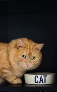 Preview wallpaper cat, bowl, pet, red, glance