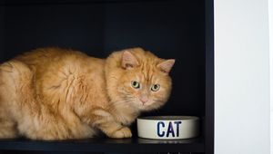 Preview wallpaper cat, bowl, pet, red, glance