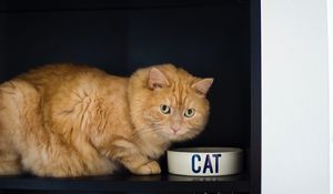 Preview wallpaper cat, bowl, pet, red, glance