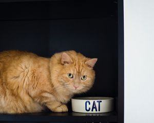 Preview wallpaper cat, bowl, pet, red, glance
