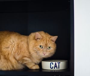 Preview wallpaper cat, bowl, pet, red, glance