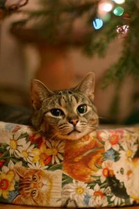 Preview wallpaper cat, box, christmas, sitting, snout