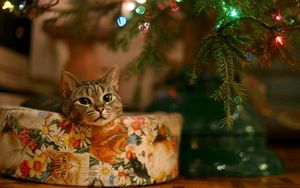 Preview wallpaper cat, box, christmas, sitting, snout