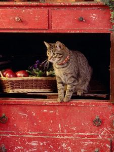 Preview wallpaper cat, box, climb