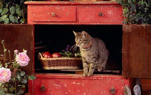 Preview wallpaper cat, box, climb