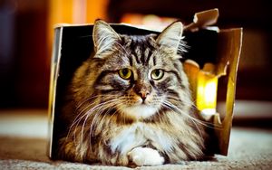 Preview wallpaper cat, box, lie, fluffy
