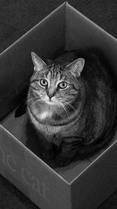 Preview wallpaper cat, box, sitting, black and white