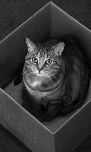 Preview wallpaper cat, box, sitting, black and white