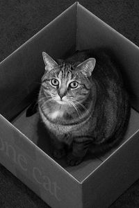 Preview wallpaper cat, box, sitting, black and white