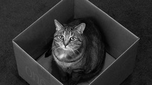 Preview wallpaper cat, box, sitting, black and white