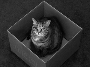 Preview wallpaper cat, box, sitting, black and white