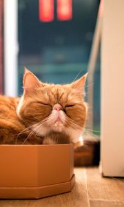 Preview wallpaper cat, box, sleep, rest, purebred