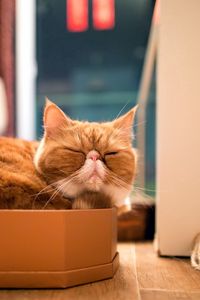 Preview wallpaper cat, box, sleep, rest, purebred