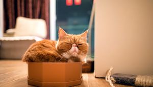 Preview wallpaper cat, box, sleep, rest, purebred