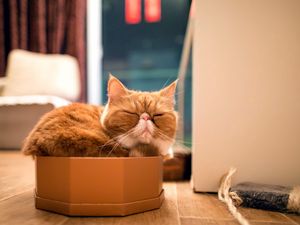 Preview wallpaper cat, box, sleep, rest, purebred
