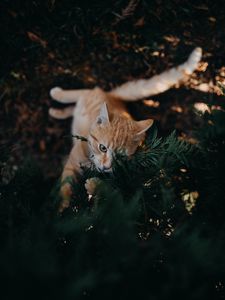 Preview wallpaper cat, branch, cute, playful, pet