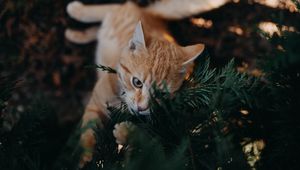 Preview wallpaper cat, branch, cute, playful, pet