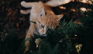 Preview wallpaper cat, branch, cute, playful, pet