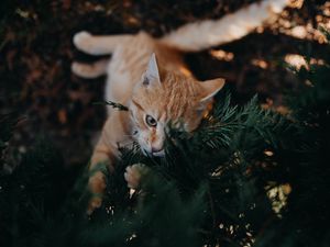 Preview wallpaper cat, branch, cute, playful, pet