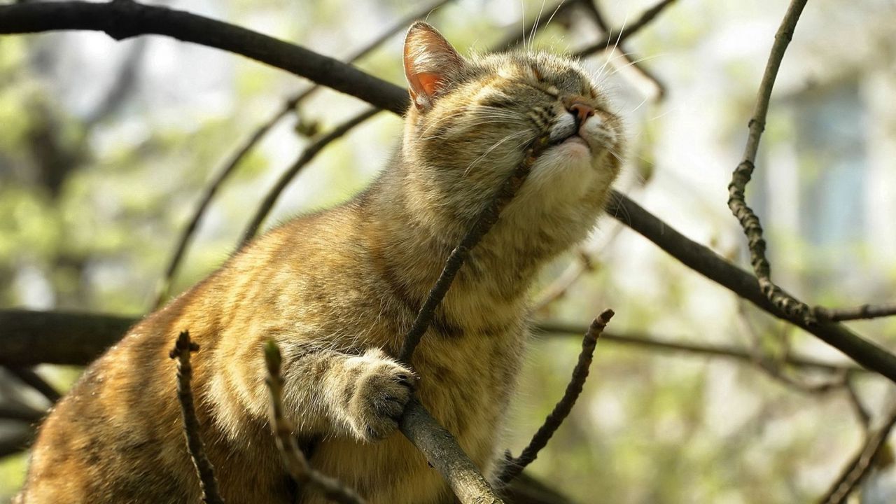 Wallpaper cat, branch, playful, face