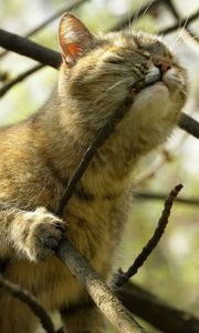 Preview wallpaper cat, branch, playful, face