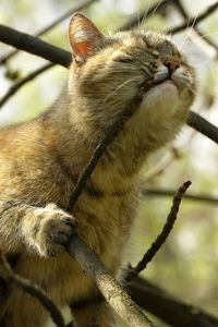 Preview wallpaper cat, branch, playful, face