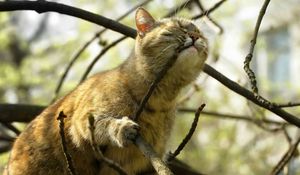 Preview wallpaper cat, branch, playful, face