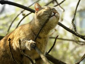 Preview wallpaper cat, branch, playful, face