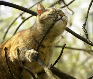 Preview wallpaper cat, branch, playful, face