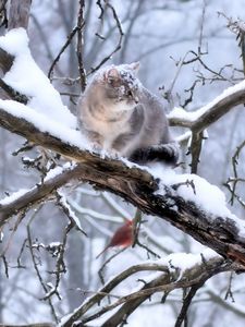 Preview wallpaper cat, branch, tree, snow, winter