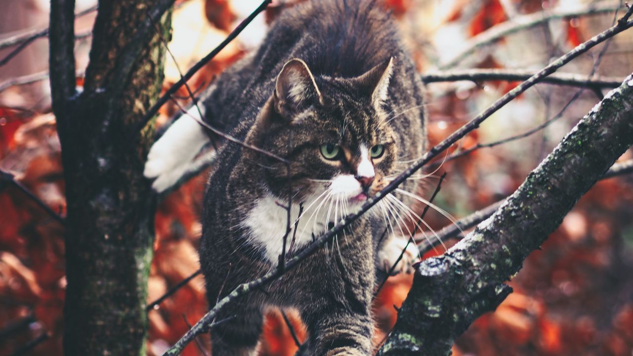 Wallpaper cat, branches, climb, curiosity, walk