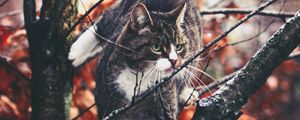 Preview wallpaper cat, branches, climb, curiosity, walk