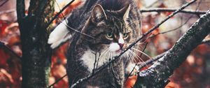 Preview wallpaper cat, branches, climb, curiosity, walk