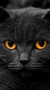 Preview wallpaper cat, british, eye