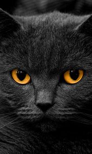 Preview wallpaper cat, british, eye