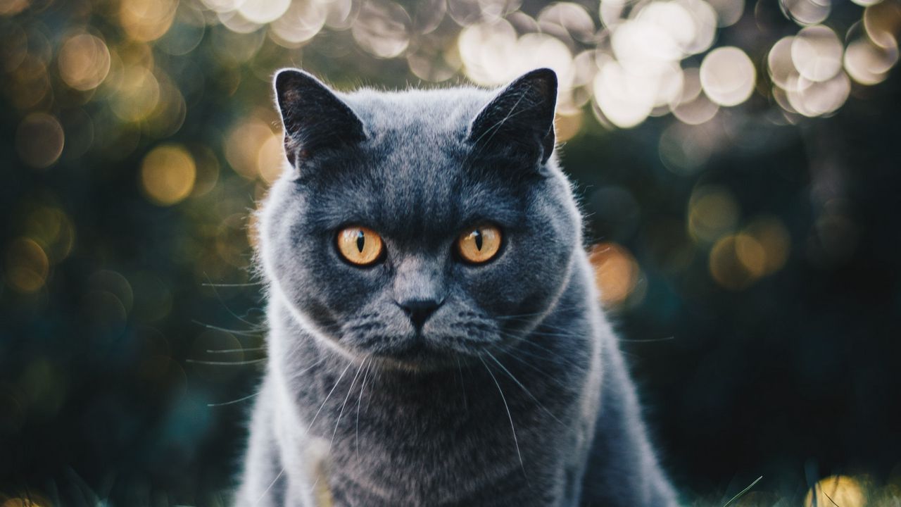 Wallpaper cat, british, glare, view