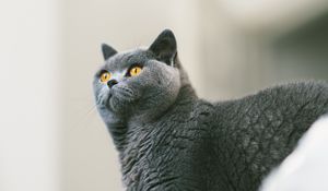 Preview wallpaper cat, british, gray, curiosity, fur