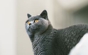 Preview wallpaper cat, british, gray, curiosity, fur