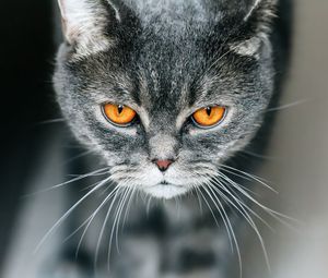 Preview wallpaper cat, british, gray, pet
