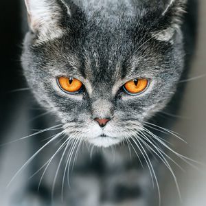 Preview wallpaper cat, british, gray, pet