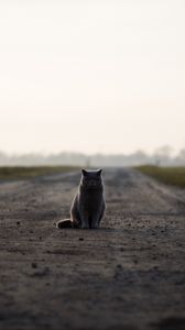 Preview wallpaper cat, british, road, sits