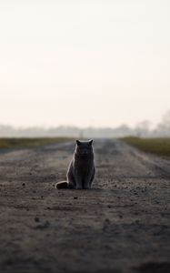 Preview wallpaper cat, british, road, sits