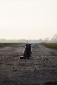 Preview wallpaper cat, british, road, sits